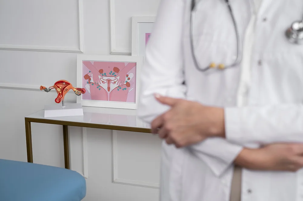 Modelo anatômico do sistema reprodutor feminino em consultório de ginecologia